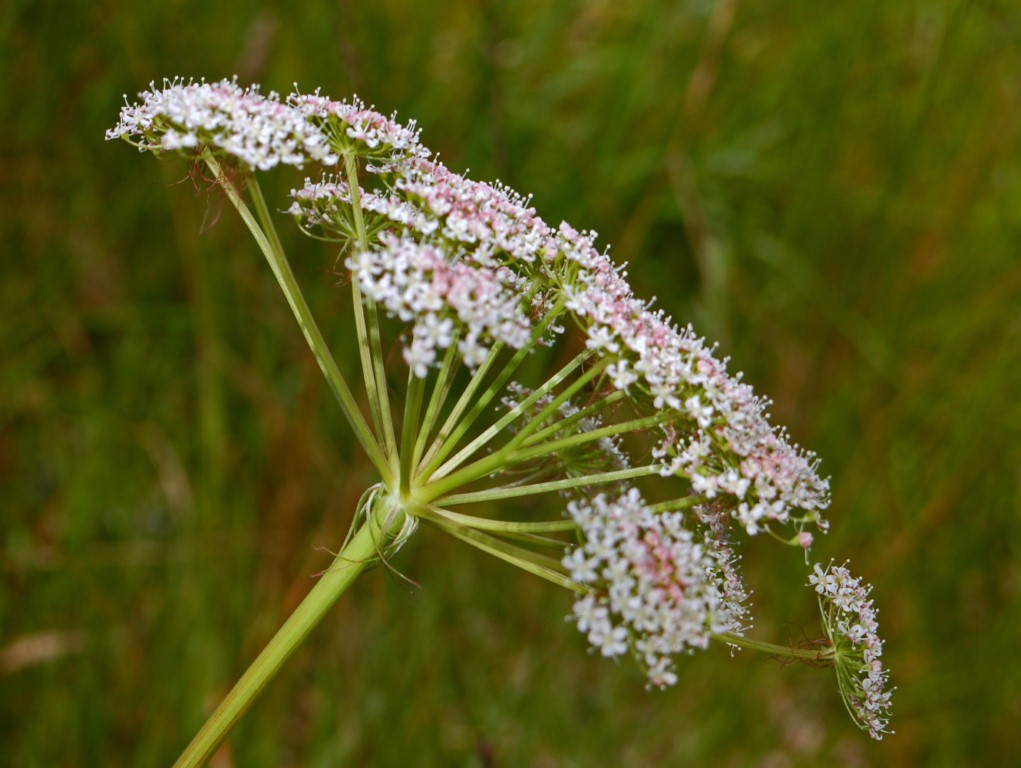 Peucedanum cervaria (=Cervaria rivini ) / Imperatoria cervaria